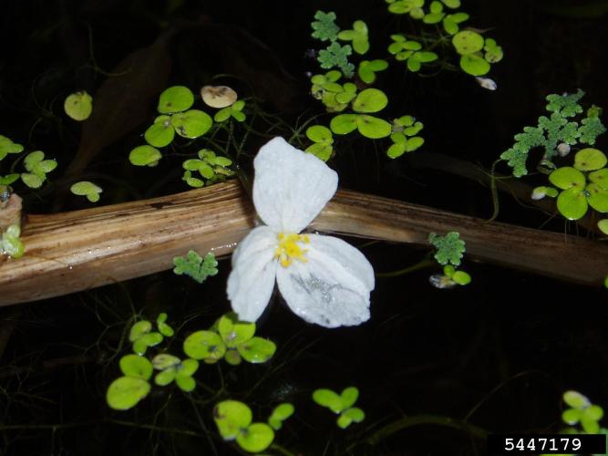 Brazilian elodea: flower