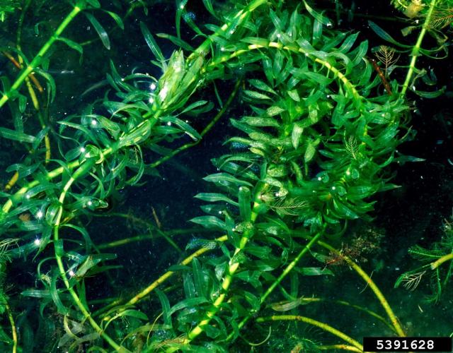 Brazilian elodea: foiliage
