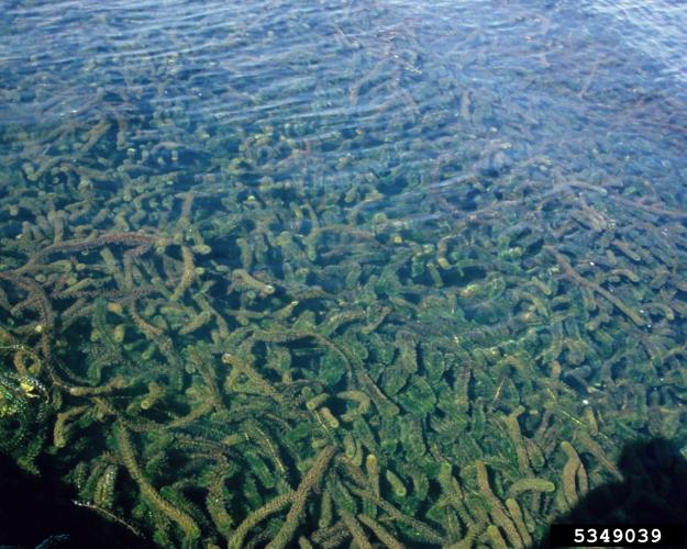 Brazilian elodea: infestation