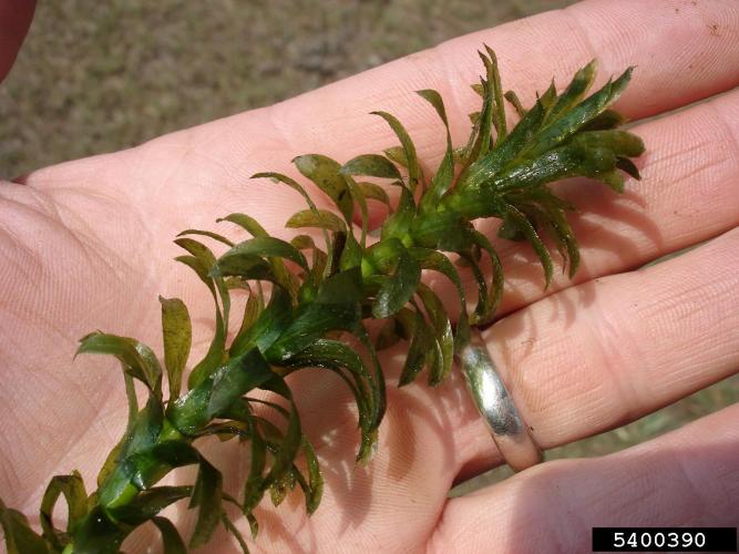 Brazilian elodea: foiliage