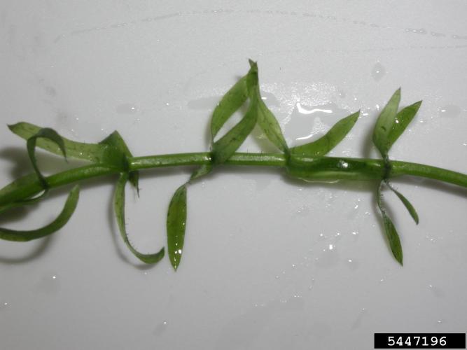 Brazilian elodea: foiliage