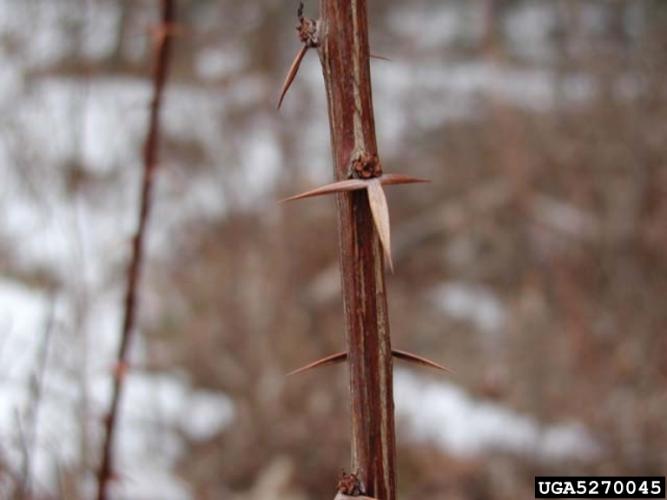 Common barberry: spines are three-pronged.