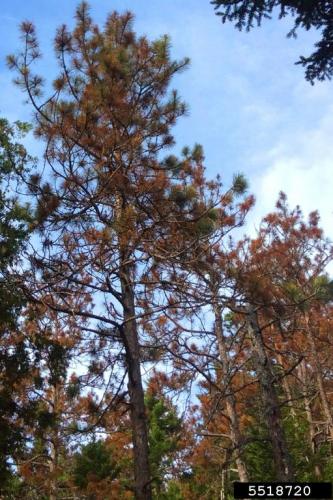 Red pine scale: needle discoloration.
