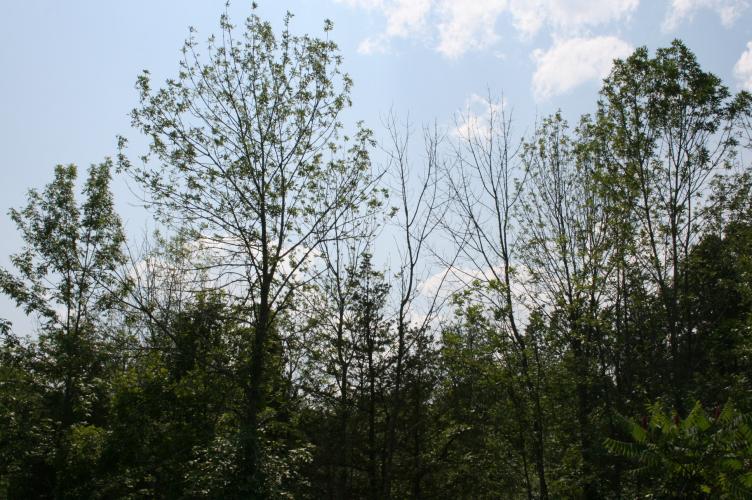 Emerald ash borer: ash tree crown thinning.