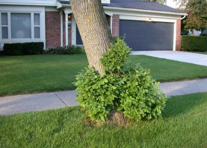 Emerald ash borer: epicormic branching on ash tree infested with EAB.