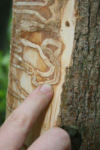Emerald ash borer: s-shaped galleries from larval feeding.