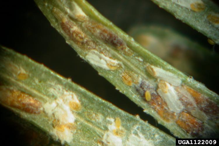 Elongate hemlock scale: yellow-brown scale coverings.