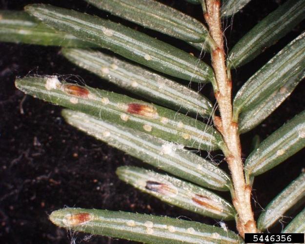 Elongate hemlock scale: adult stage of EHS.