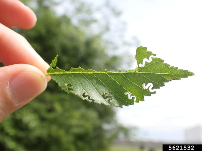 Elm zigzag sawfly: larval galleries