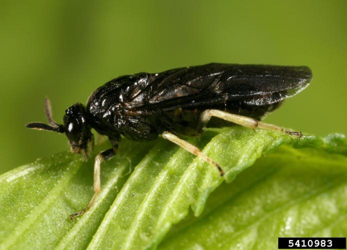 Elm zigzag sawfly: adult