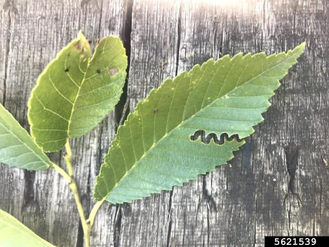 Elm zigzag sawfly: larval galleries