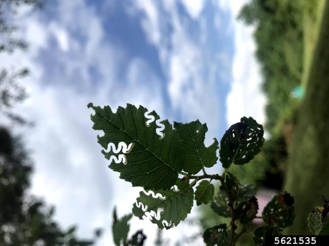 Elm zigzag sawfly: larval galleries