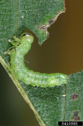 Elm zigzag sawfly: larve