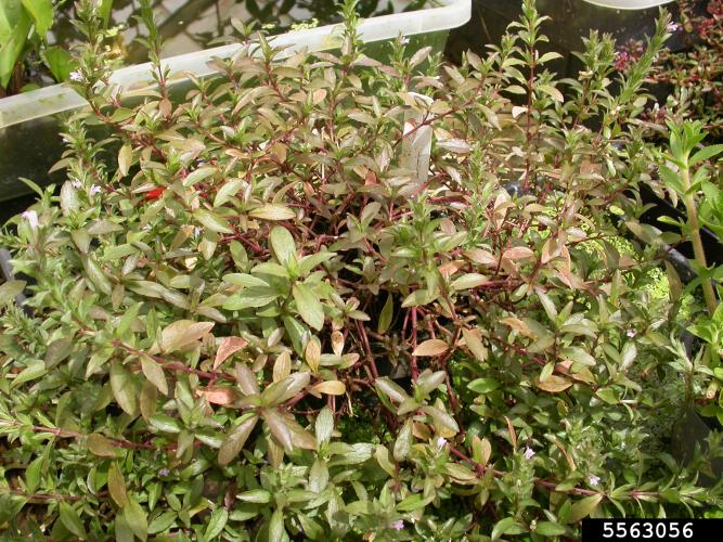 East Indian hygrophila: foliage
