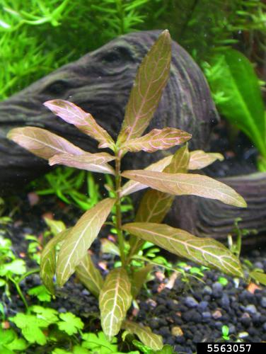 East Indian hygrophila: foliage