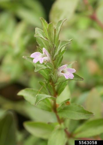 East Indian hygrophila: flower