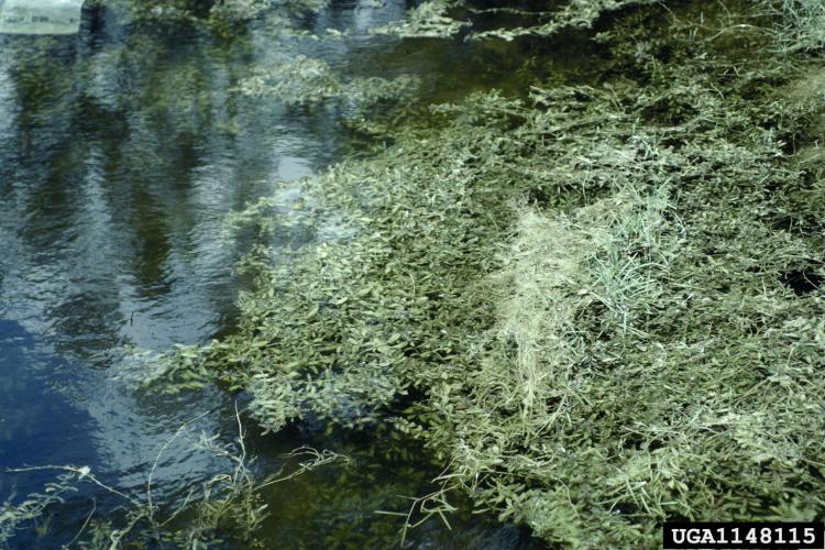 East Indian hygrophila: foliage