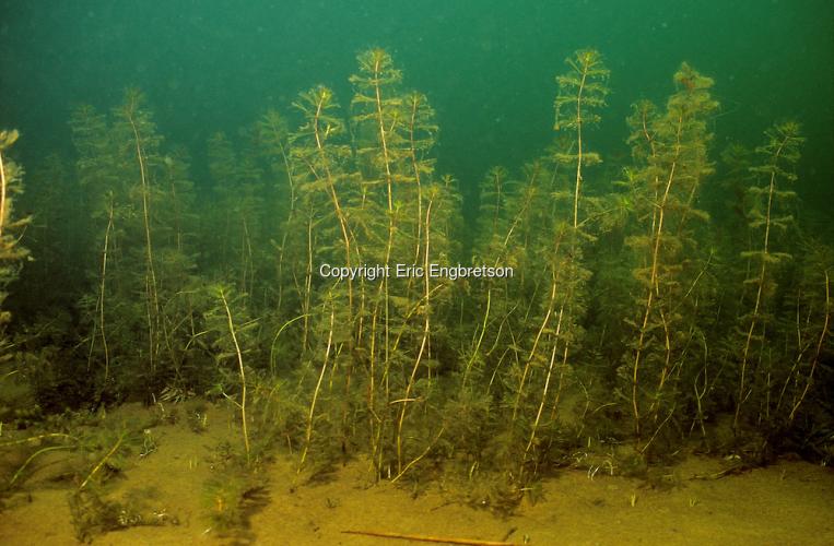 Eurasian Watermilfoil Underwater 