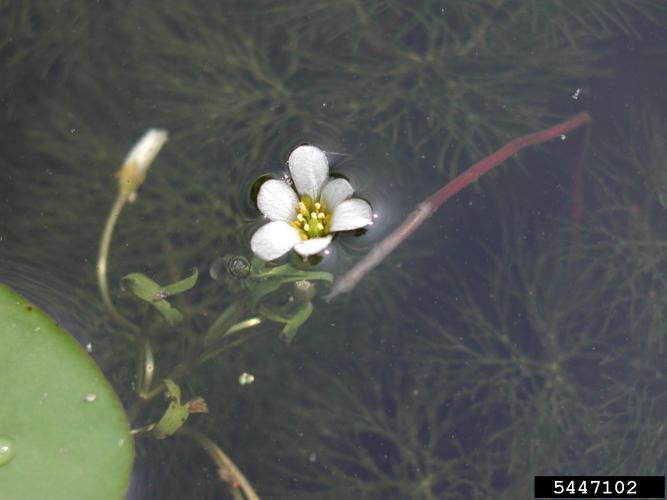 Fanwort: flower