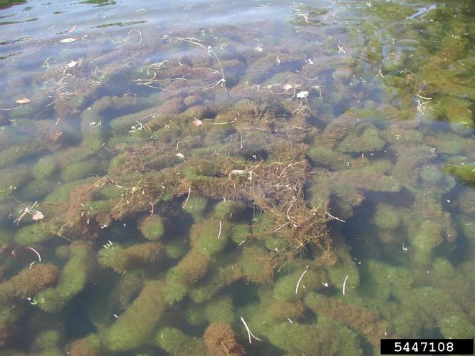 Fanwort: infestation