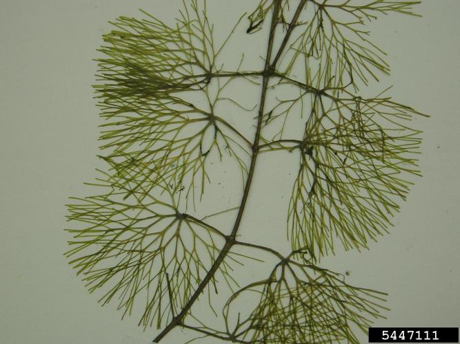 Fanwort: foliage