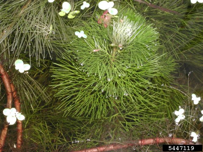 Fanwort: foliage