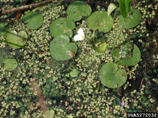 Frogbit: foilage