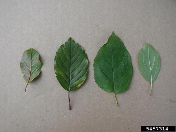 Glossy Buckthorn leaves (left) vs. Common Buckthorn leaves (right)