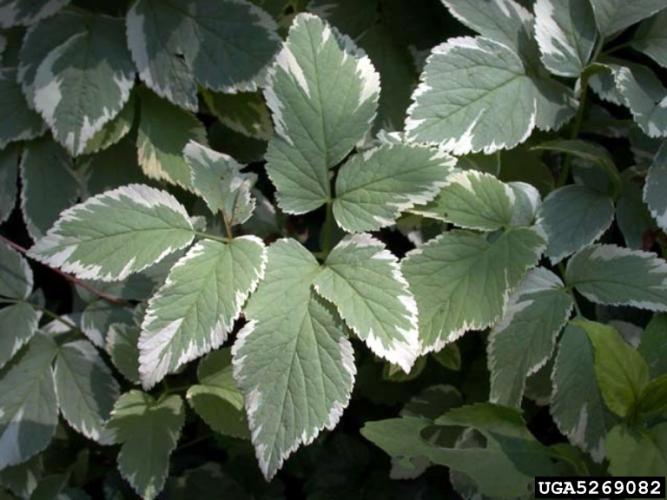 Goutweed: leaves are compound and toothed, and arrangement is alternate. This variegated form has bluish-green leaves with creamy white edges. 