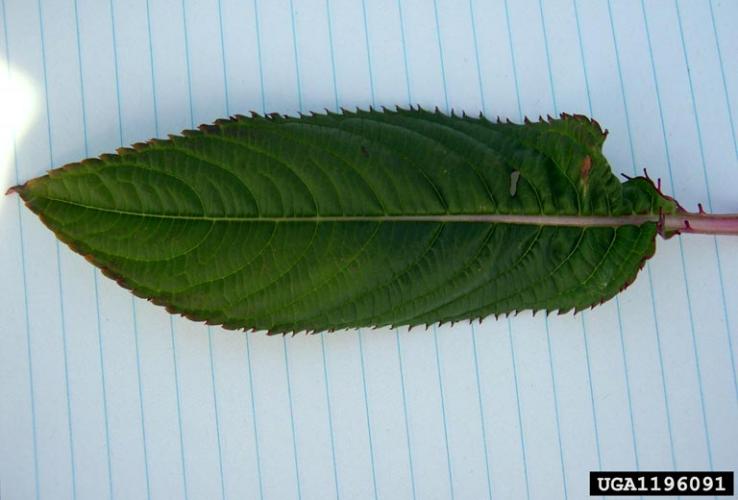 Himalayan balsam: leaf arrangement is opposite to whorled. Leaves are long, toothed, with a tapered point.