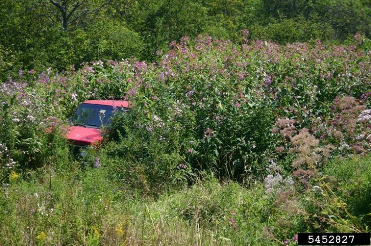 Himalayan balsam: infestation.