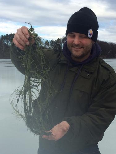 Researcher holding a clump of starry stonewort attained through the ice on a Vermont lake
