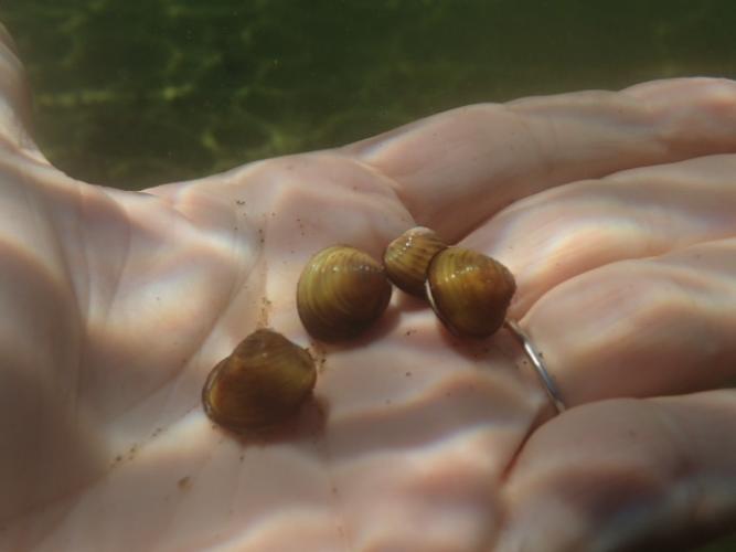 Live Asian clams underwater