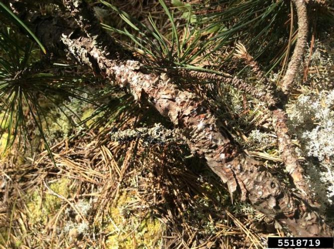 Red pine scale: infestation of pine bast scale.