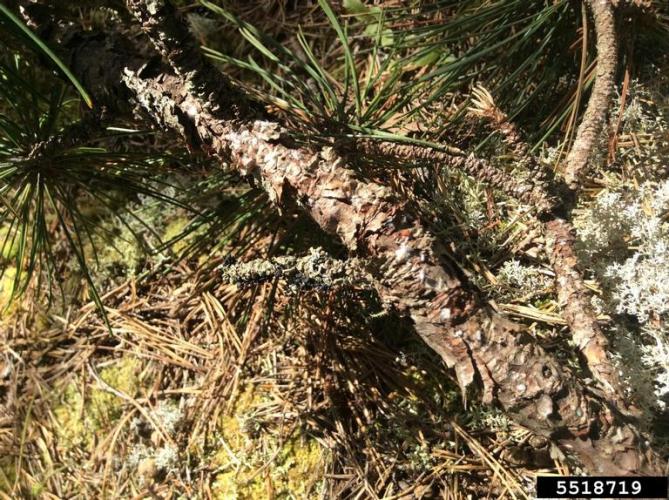 Red pine scale: infestation of pine bast scale.