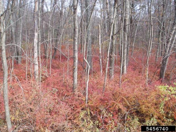 Japanese barberry: infestation in fall/winter.