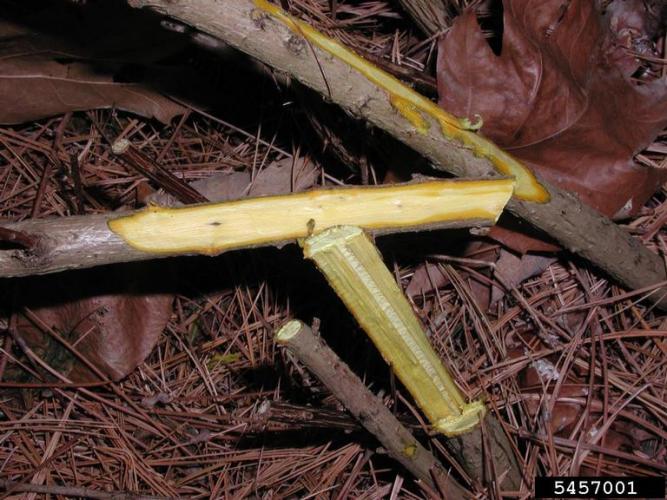 Japanese barberry: inner bark of canes and roots can be bright yellow.