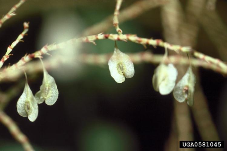 Japanese knotweed: seeds are triangular, and very small (~1/10").