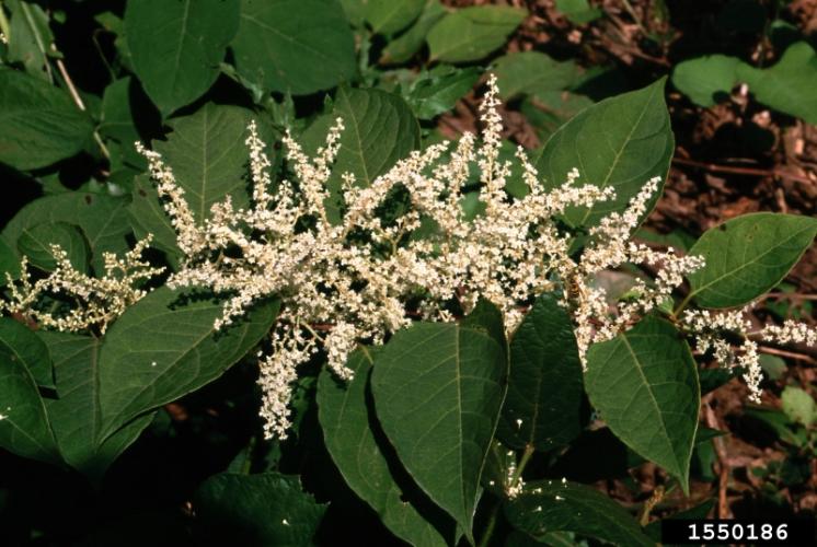 Japanese knotweed: minute greenish-white flowers occur in sprays during the summer.