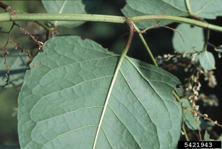 Japanese knotweed: leaves are large, with a squared off leaf base. 