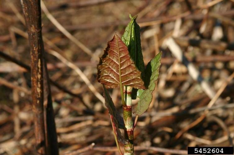 Japanese knotweed: new shoot of Japanese knotweed.