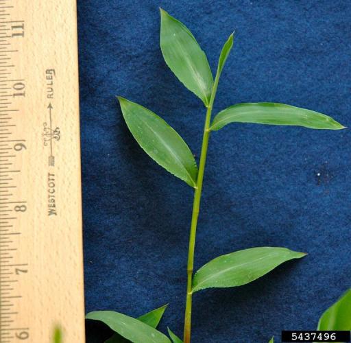 Japanese stiltgrass: a small grass species, with alternately arranged leaves.