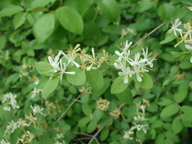 Morrow’s honeysuckle: hairy underside of leaf, white flowers, leaves egg shape with slight taper at tip.