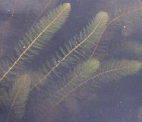 Variable-leaved watermilfoil