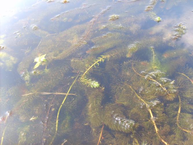 Close-up of a dense bed of variable-leaved watermilfoil