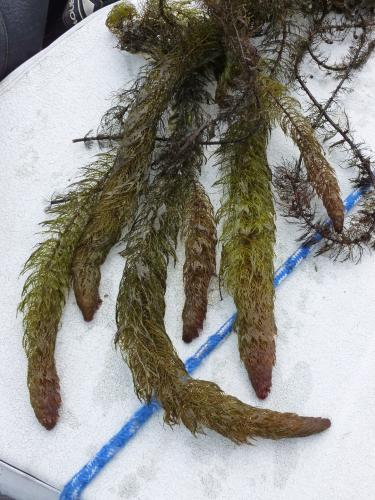 Variable-leaved watermilfoil out of water