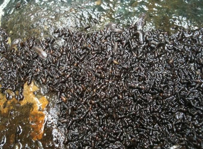 New Zealand mudsnails quickly overwhelm benthic communities