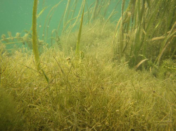 Starry stonewort viewed underwater