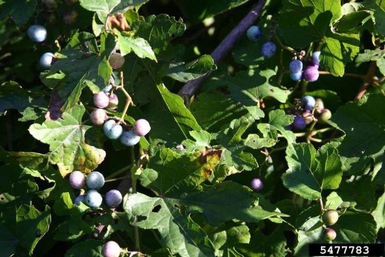 Porcelainberry: fruits are small berries that range from yellow to purple to blue in color.