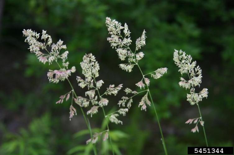 Reed canary grass: inflorescence color changes from green to purplish to tan as the seeds mature. 